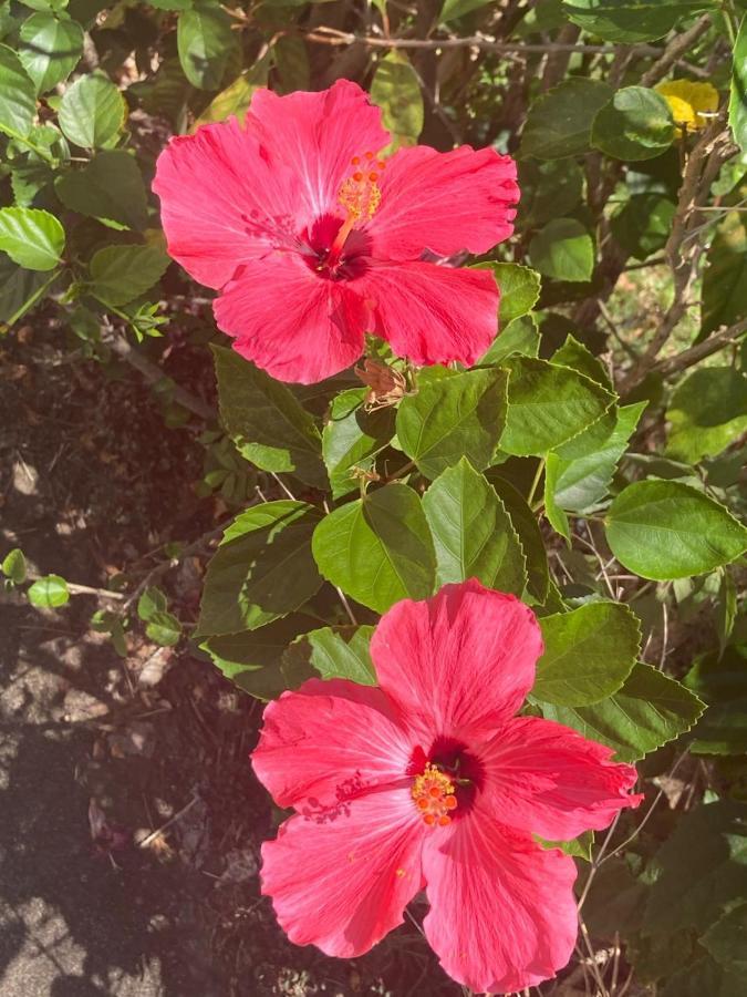 Pura Vida Guest House Ilhabela Dış mekan fotoğraf
